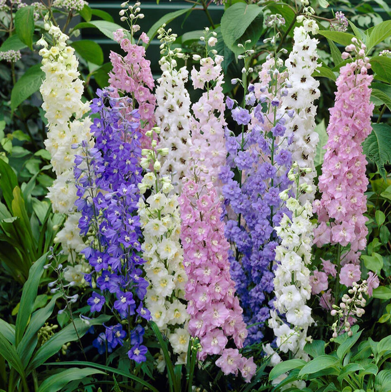 Larkspur Flowers