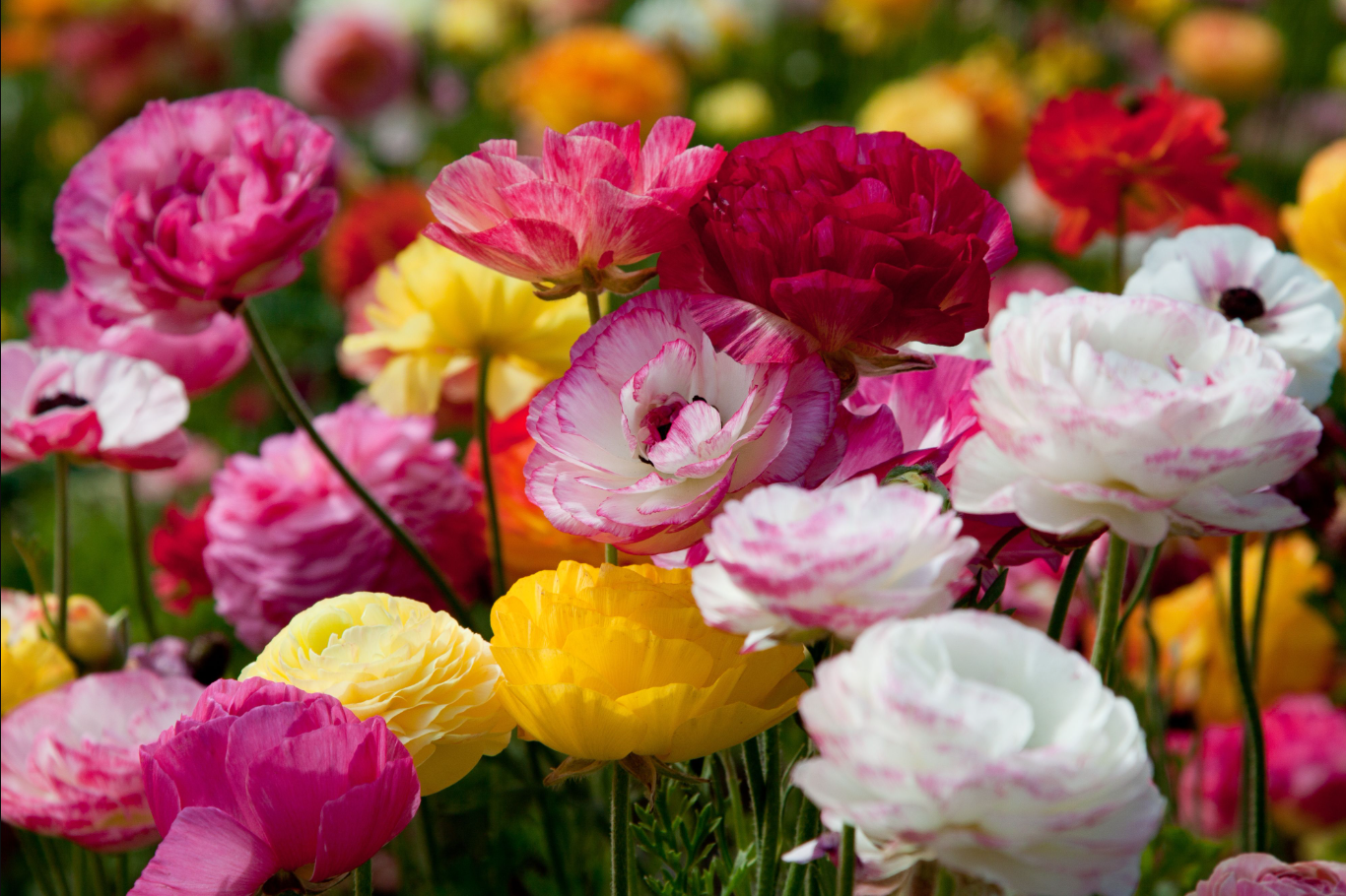 Ranunculus flowers