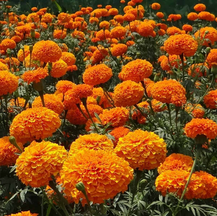 Marigold flowers