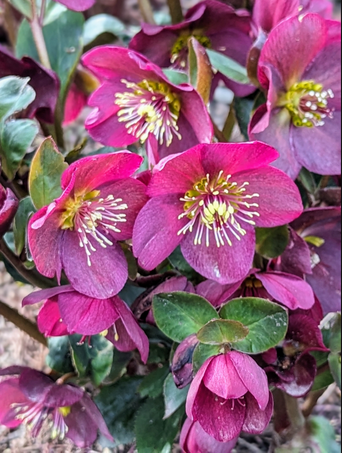 Hellebore flowers