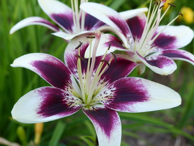 Lilies
