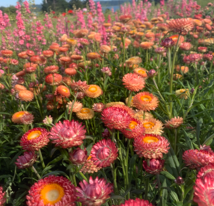 Strawflowers