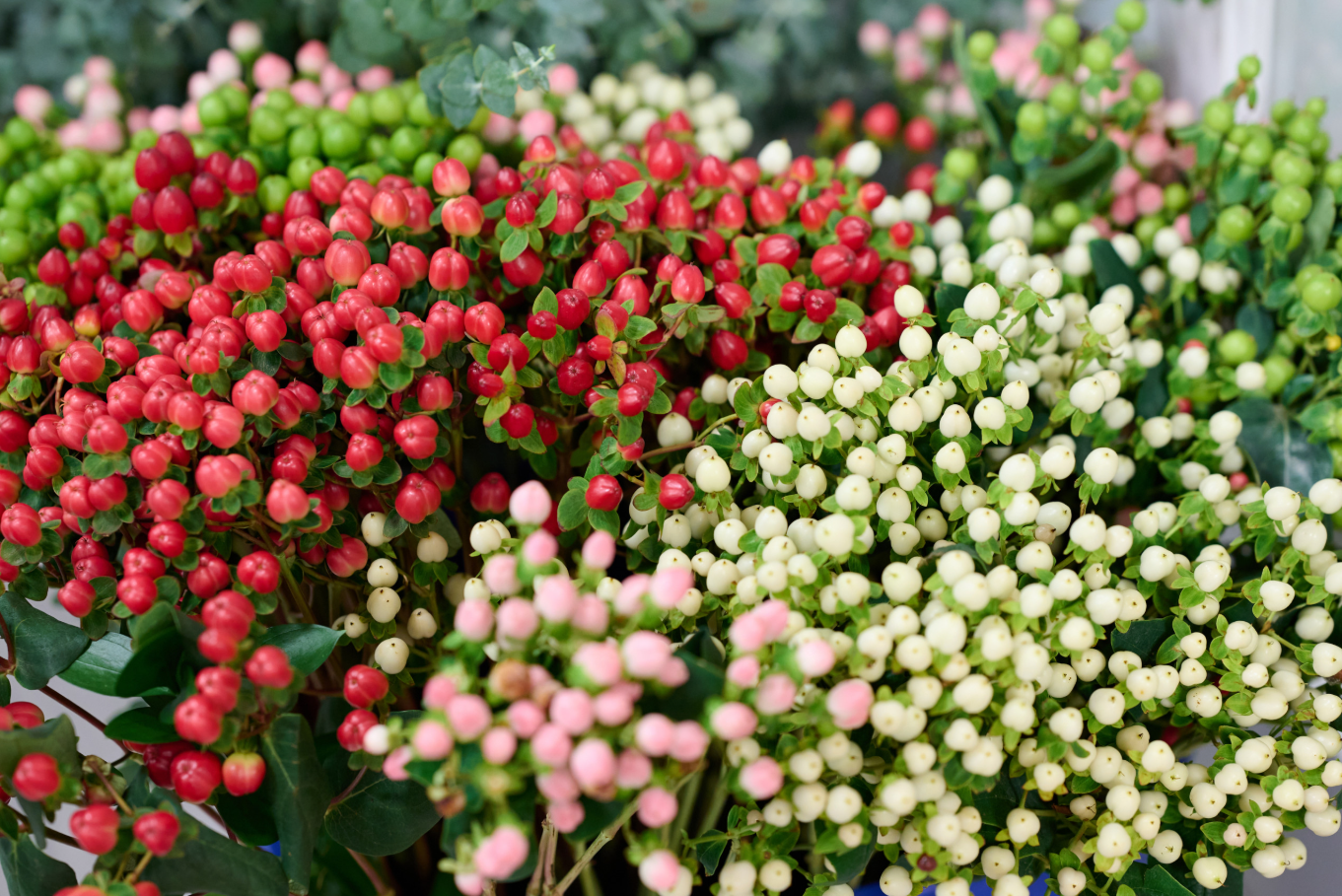 Hypericum flowers