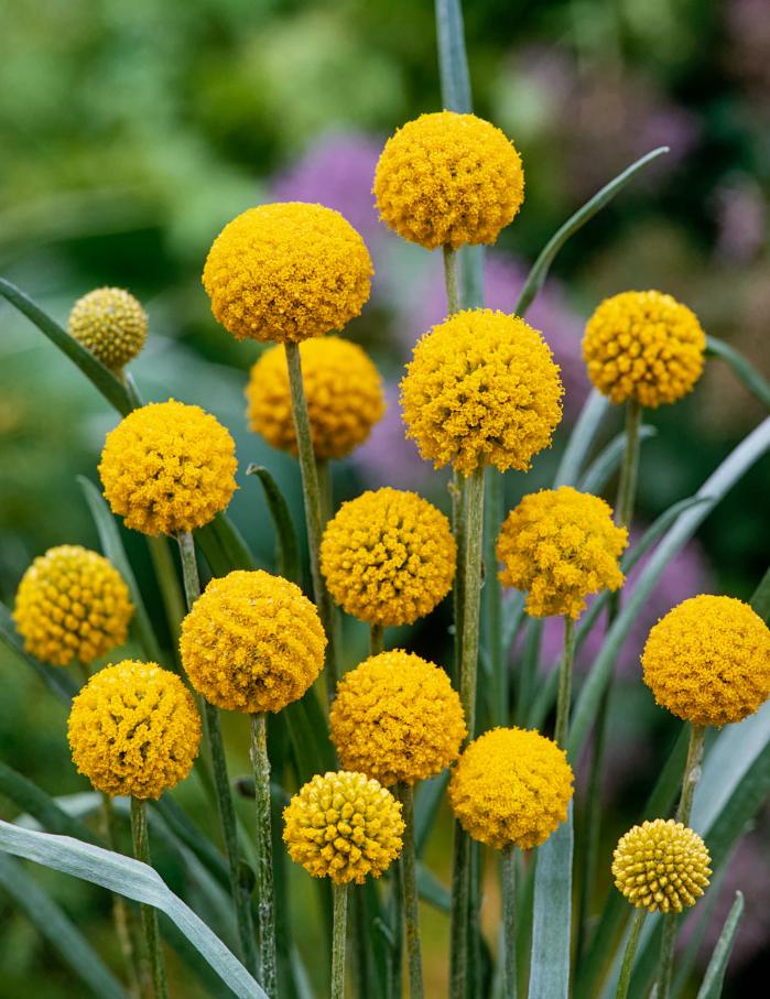 Craspedia flowers